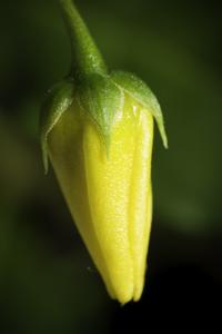 utils/thumbs/Primulaceae/Lysimachia_NvJW8yP5Eg7gryFgkA6VnP.jpg