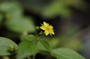 Lysimachia fletcheri