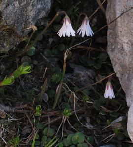 Soldanella minima