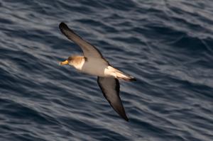 Calonectris borealis