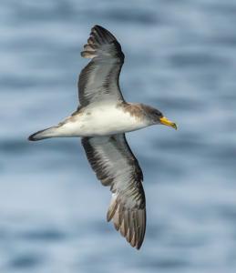 Calonectris borealis