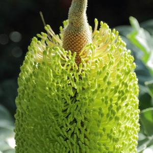 Banksia grandis
