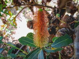 Banksia oreophila
