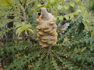 Banksia grandis