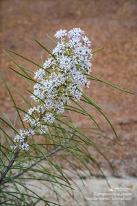 Conospermum acerosum