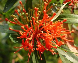 utils/thumbs/Proteaceae/Embothrium_EedA9eL366SNva4A5dY6EB.jpg