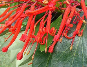 Embothrium coccineum