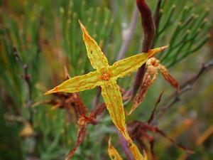 utils/thumbs/Proteaceae/Franklandia_8udy6YZ4mQoBVaMFuEohdk.jpg