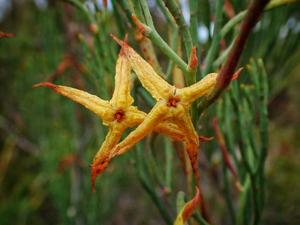 Franklandia fucifolia