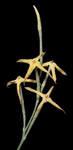 Franklandia fucifolia