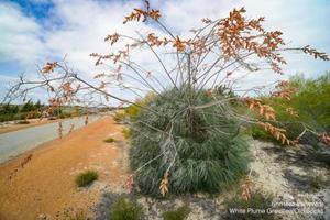 Grevillea leucopteris