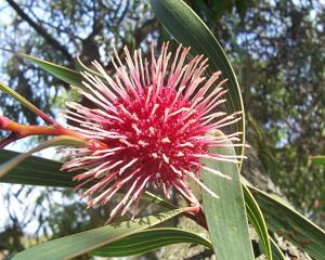 utils/thumbs/Proteaceae/Hakea_2hKWuDixRNwL66U6XA6Ccf.jpg