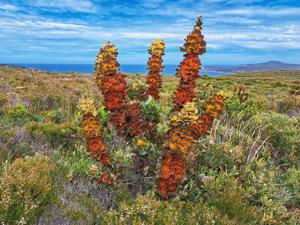 Hakea victoria