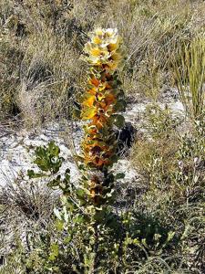 Hakea victoria