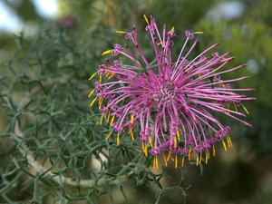Isopogon formosus