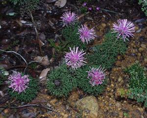 Isopogon formosus