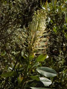 Oreocallis grandiflora