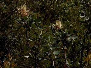 Oreocallis grandiflora