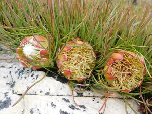 Protea montana