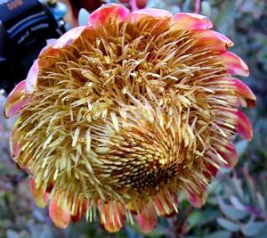 Protea sulphurea