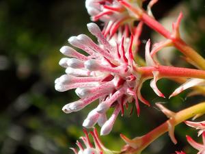 utils/thumbs/Proteaceae/Serruria_aVqTghfTgNWEj8gikWXWpt.jpg