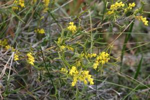 utils/thumbs/Proteaceae/Synaphea_iiw7SriuejpyRaoUBSKZ9P.JPG