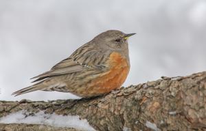 Prunella collaris rufilata