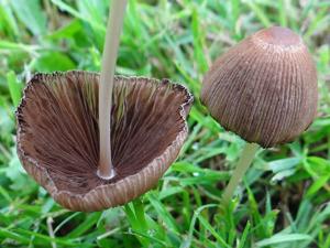 Coprinellus angulatus