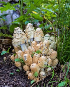 Coprinopsis variegata