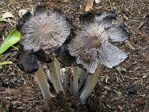Coprinopsis lagopus