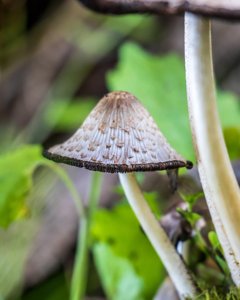Coprinopsis variegata