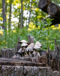 Coprinopsis variegata