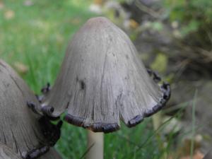 Coprinopsis atramentaria