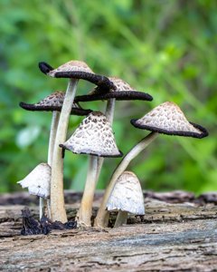 Coprinopsis variegata
