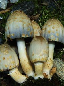 Coprinopsis variegata