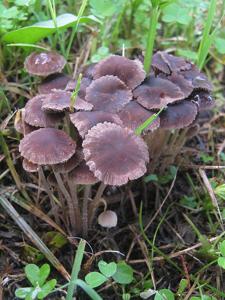Psathyrella bipellis