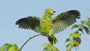 Amazona autumnalis autumnalis