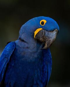 Anodorhynchus hyacinthinus