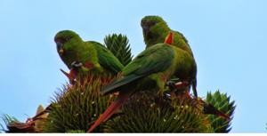 utils/thumbs/Psittacidae/Enicognathus_H5ACeVwnTfsDpupJghEcv2.jpg