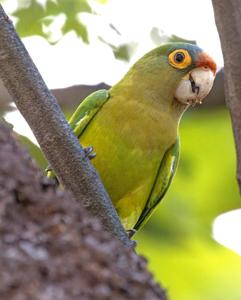 Eupsittula canicularis