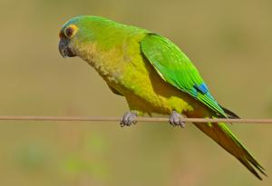 Eupsittula aurea