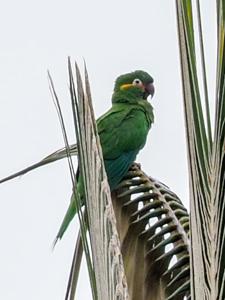 Leptosittaca branickii