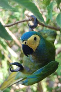 utils/thumbs/Psittacidae/Orthopsittaca_E66fddcLPBuu5MSP7AjhCB.jpg