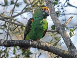 Poicephalus gulielmi