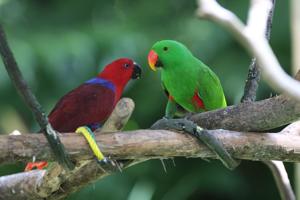 Eclectus polychloros