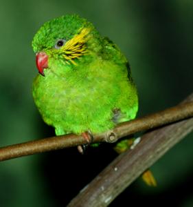 utils/thumbs/Psittaculidae/Hypocharmosyna_jn8eNZRqHRhPdgpRjrKiWf.jpg