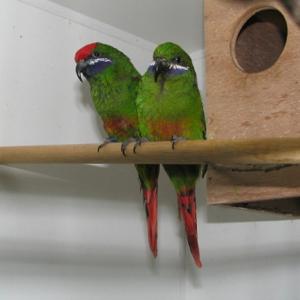 utils/thumbs/Psittaculidae/Oreopsittacus_dABcAKVNXQbz56Gie7rRe7.jpg