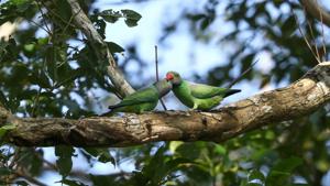 Psittacula calthrapae