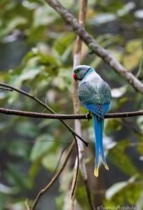 Psittacula columboides