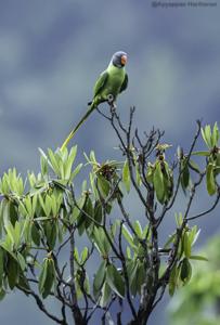 Psittacula himalayana